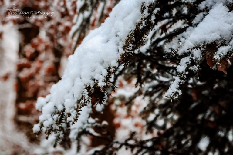 Winter Moments