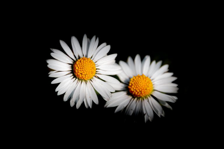 Zwei strahlende Margeriten